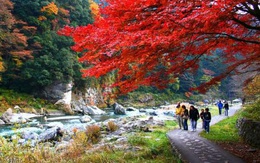 Xao xuyến với vẻ đẹp ngày thu Nhật Bản
