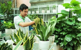 Nở rộ trào lưu sử dụng cây xanh trang trí văn phòng tại các thành phố lớn