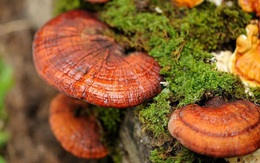 Cao linh chi: Món quà sức khỏe dành tặng người thân