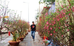 Xu hướng Tết Bắc ở Sài Gòn