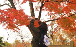 Quyến rũ sắc thu Nhật Bản 2019