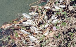 Nước kênh nổi bọt trắng xóa, cá chết dày đặc ở Quảng Nam: Người dân vô ý đổ 'dung dịch lạ'
