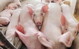 Xôn xao thông tư “cấm lợn ăn bèo, chuối”: Bộ Nông nghiệp nói gì?