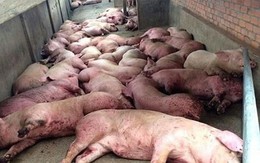 Dịch tả lợn Châu Phi lây lan qua 17 tỉnh, tiêu hủy hơn 23.000 con lợn