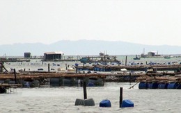 Phú Yên: Tôm hùm nuôi ở đảo Lao Mái Nhà chết hàng loạt