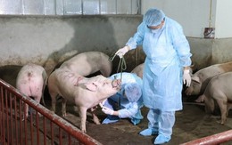 Đề xuất dịch tả lợn châu Phi vào danh mục bệnh động vật trên cạn phải công bố dịch