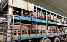 Đề nghị nâng mức hỗ trợ lợn bị dịch tả châu Phi ngang giá thị trường