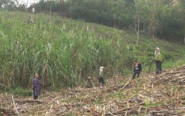 Chủ động hội nhập, doanh nghiệp đường Việt Nam cần chuẩn bị gì?