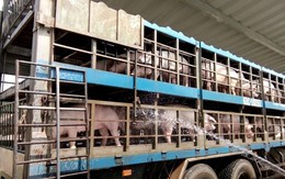 Ngăn chặn dịch, TPHCM ngưng nhận lợn từ các tỉnh phía Bắc