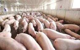 Đã có hơn 4.230 con lợn bị mắc bệnh và tiêu hủy vì dịch tả châu Phi ở 7 tỉnh