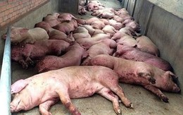 Dịch tả lợn châu Phi lây lan: Bộ NN kêu gọi đừng quay lưng với thịt lợn
