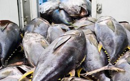 Xuất khẩu cá ngừ sang Trung Quốc tăng rất mạnh