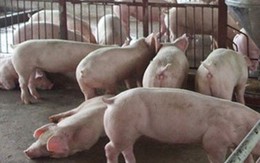 Dịch tả lợn Châu Phi được kiểm soát, giá thịt lợn được dự báo tăng mạnh