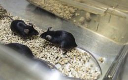 Trung Quốc bán chuột biến đổi gen với giá 17.000 USD/cặp, mở ra thị trường tỷ USD mới