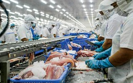 Xuất khẩu cá tra sang Trung Quốc và Mỹ bất ngờ giảm
