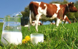 Thách thức gì cho cuộc chơi mới của các doanh nghiệp sữa Việt như TH True Milk ở thị trường 1,4 tỷ dân?