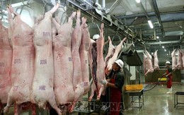 Cấp đông thịt lợn: Doanh nghiệp không mặn mà vì đầu tư "khủng", rủi ro lớn