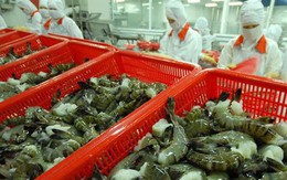 Bộ Công thương thông tin về việc nguyên đơn phía Mỹ yêu cầu điều tra hành vi lẩn tránh thuế đối với sản phẩm tôm xuất khẩu của Thủy sản Minh Phú