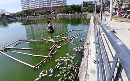 Cá chết nổi trắng hồ ở Đà Nẵng do nắng nóng kéo dài