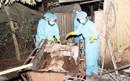 Quảng Bình xuất hiện ổ dịch tả lợn châu Phi đầu tiên tại huyện Minh Hóa