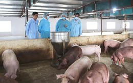 Xuất hiện ổ dịch tả lợn châu Phi đầu tiên trên địa bàn tỉnh Kon Tum