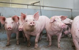 Thủ tướng ban hành quyết định mới về chính sách hỗ trợ dịch tả lợn châu Phi