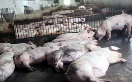 Lãnh đạo tỉnh “phát sốt” vì thiệt hại Dịch tả lợn châu Phi
