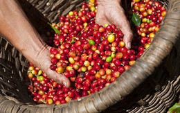 Làm gì để cà phê Việt chinh phục các thị trường khó tính?