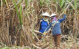 Gian lận thương mại từ Thái Lan khiến ngành đường Việt Nam rơi vào tình trạng báo động?