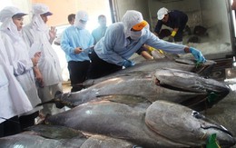 Cá ngừ Việt Nam đang đi sâu vào thị trường Canada