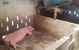 Dịch tả lợn: Thừa Thiên - Huế khuyến khích dân chuyển đổi chăn nuôi