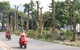 Hà Nội đánh chuyển hoa sữa trên tuyến phố Trích Sài theo ý kiến dân