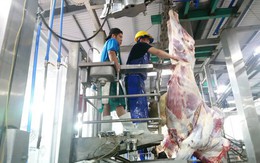 Thông tin thêm về vụ 1.600 con trâu bò Úc mất dấu tại Việt Nam