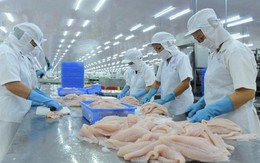 EVFTA cơ hội lớn và cũng đầy chông gai cho cá ngừ Việt Nam