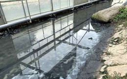 Dùng công nghệ Nhật: Sông Tô Lịch nước trong, nhìn rõ đáy bùn đang phân huỷ