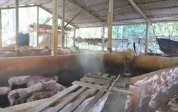 Bến Tre gặp khó trong việc xử lý lợn mắc bệnh dịch tả châu Phi
