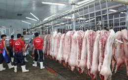 Giá lợn hơi tăng nhanh, khả năng lên tới hơn 60.000 đồng/kg