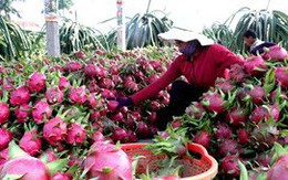 Xuất khẩu rau quả sang Trung Quốc giảm hơn 44%