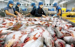 Xuất khẩu cá tra sang thị trường Mỹ giảm mạnh