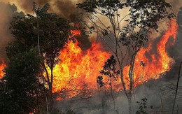 Video: Đau xót cảnh rừng rậm Amazon đang bị 'bà hỏa' nuốt dần