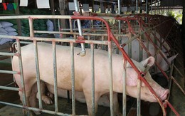 Giá thịt lợn hơi tại miền Bắc có thể tiếp tục tăng