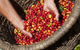 Giá cà phê trong nước hồi phục theo đà tăng thế giới