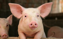 Giá lợn tạo đáy, cơ hội cho Dabaco, Masan, Hòa Phát hồi phục?
