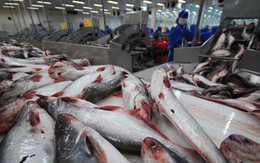 Thuận lợi và rủi ro với cá tra Việt Nam năm 2019