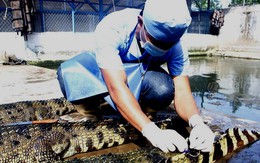 Gần 7.000 con cá sấu sống tại TPHCM 'bay' ra nước ngoài