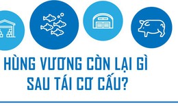 [Infographic] Hùng Vương còn lại gì sau tái cơ cấu?