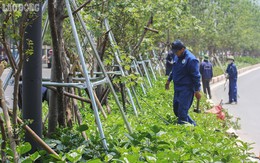 Phong lá đỏ Hà Nội: Chưa kịp đỏ, lá phong đua nhau ngả... đen