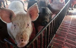 Dịch cúm lợn lan tràn tại hơn 20 tỉnh thành của Trung Quốc