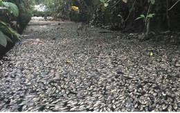 Ảnh: Kinh hoàng cá chết phủ kín cả con kênh giữa TP Vinh