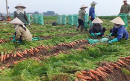 Hàng ngàn ha cà rốt vẫn 'phơi đồng', vắng tanh thương lái thu mua